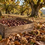 Kasztanów jadalnych będzie w tym roku mniej – upał i susza zmniejszyły zbiory w Dordogne nawet o połowę